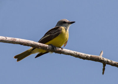 Western Kingbird