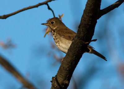 Hermit Thrush