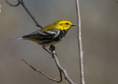 Black-throated Green Warbler