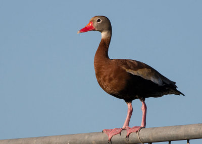 Black-bellied Whistling Duck