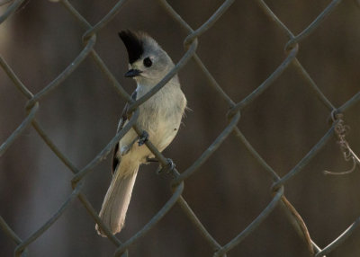 Black-tufted Titmouse