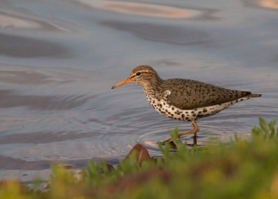 Spotted Sandpiper