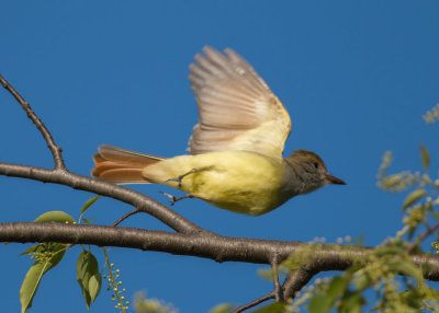 Great-crested Flycatcher