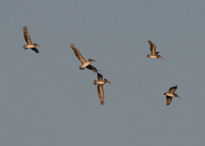 Brown Pelican