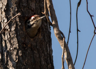 Woodpeckers