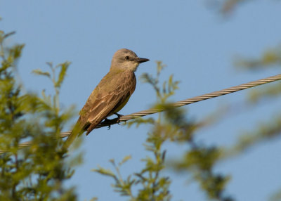 Couch's Kingbird - Bentsen State Park, TX