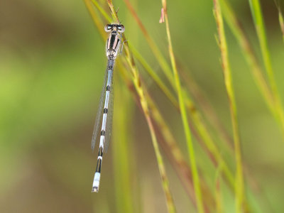 Familiar Bluet