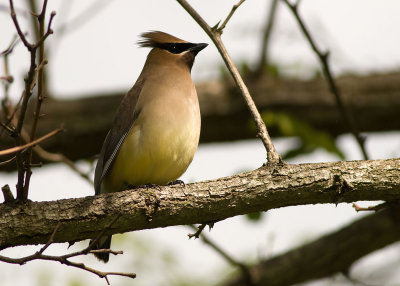 Cedar Waxwing