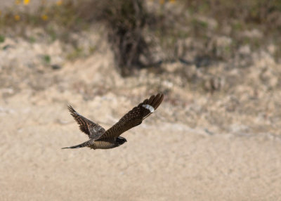 Common Nighthawk