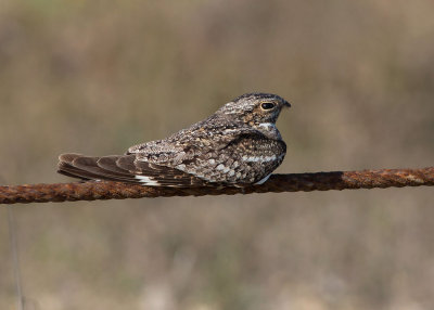 Common Nighthawk