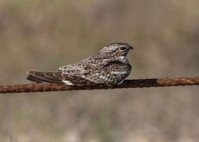 Common Nighthawk