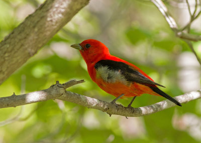 Scarlet Tanager