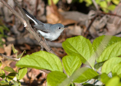 Blue-grey Gnatcatcher