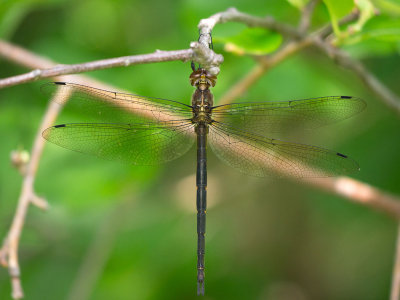 Emeralds and Baskettails