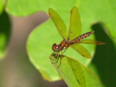 Eastern Amberwing