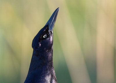 Great-tailed Grackle