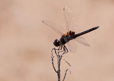 Marl Pennant