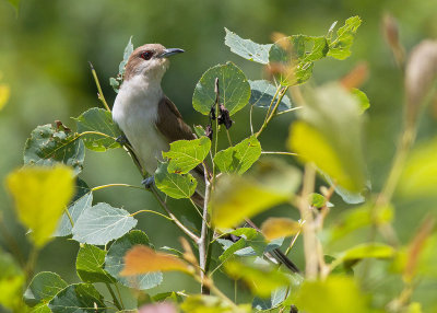 Black-billed Cuckoo