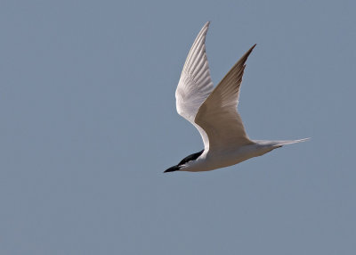 Gull-billed Tern