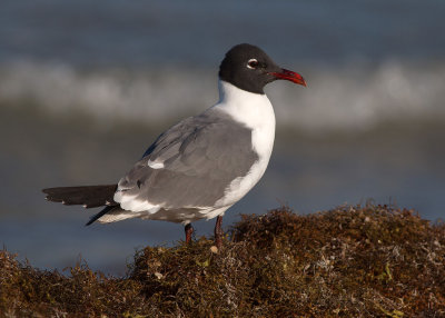 Laughing Gull