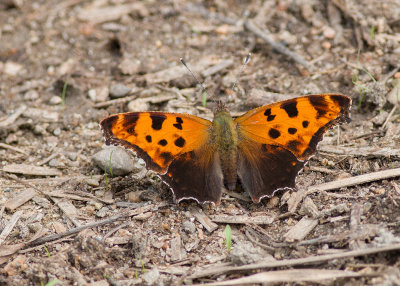 Eastern Comma