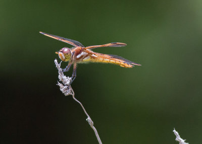 Painted Skimmer