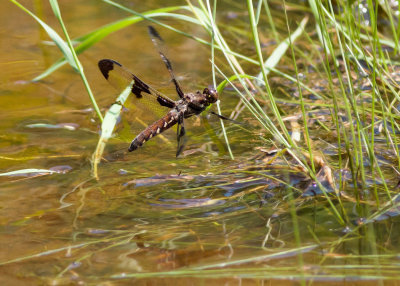 Common Whitetail