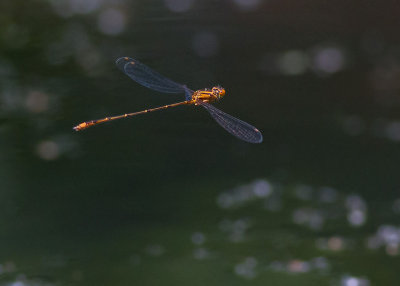 Orange Bluet