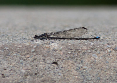 Blue-tipped Dancer