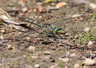 Unicorn Clubtail