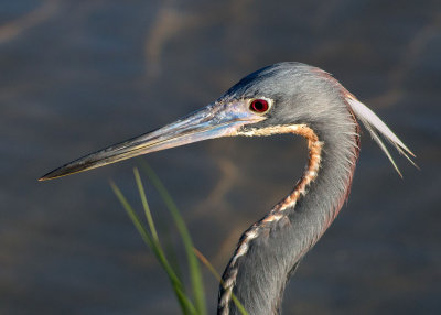 Tri-colored Heron