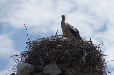 Storks comes to Selcuk every summer.
