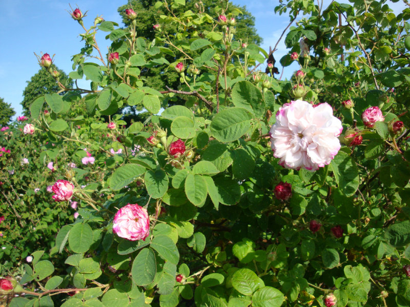 DSC01946.JPG
