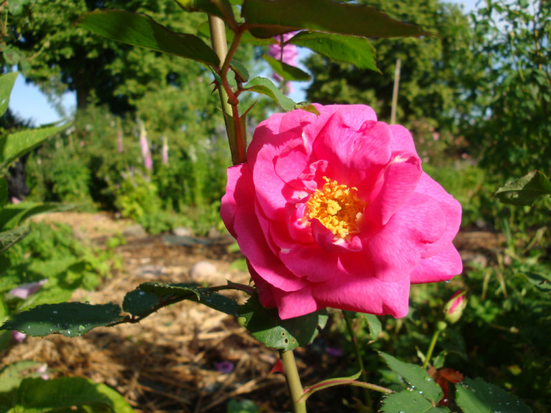 DSC01958.JPG