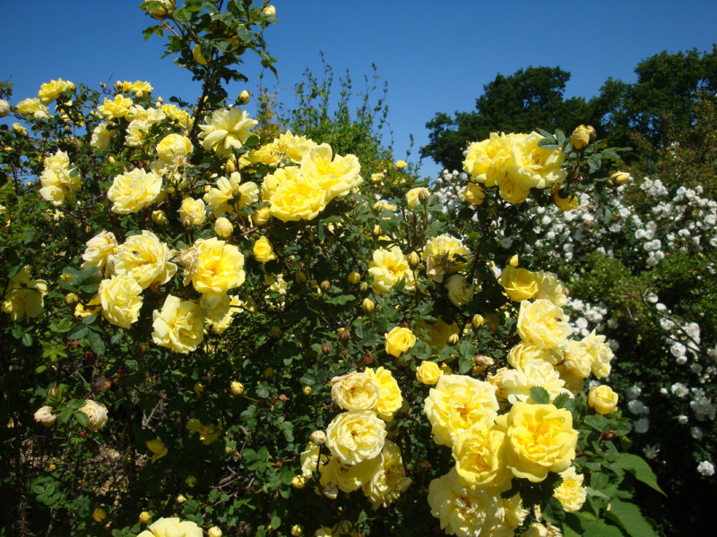 DSC08025.JPG