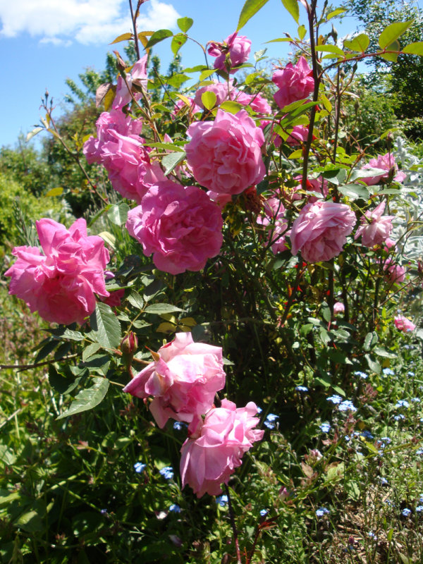 DSC08043.JPG