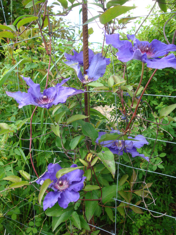 DSC09173.JPG