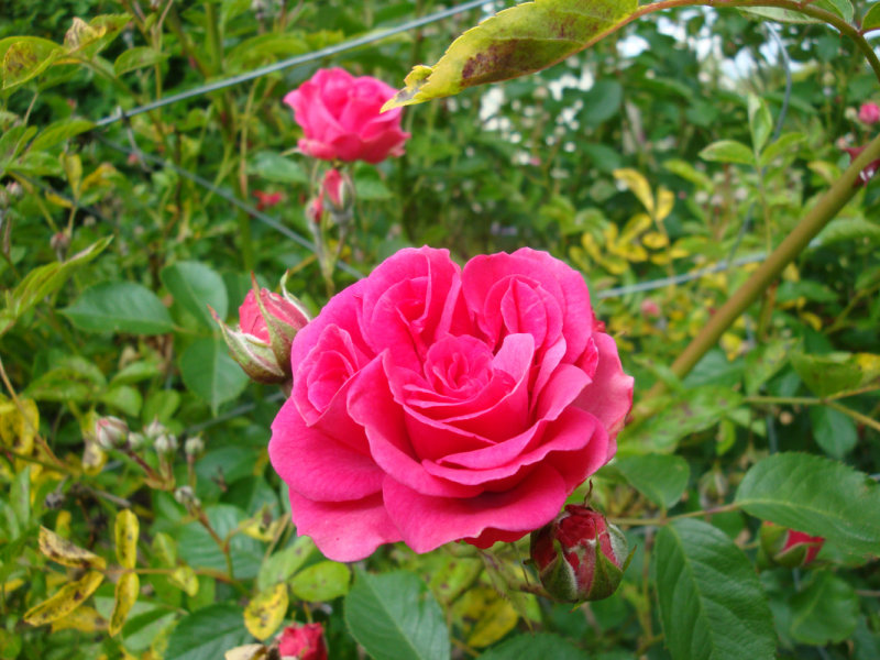 DSC09176.JPG