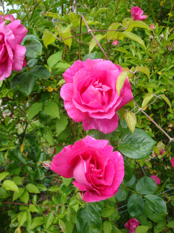 DSC09177.JPG