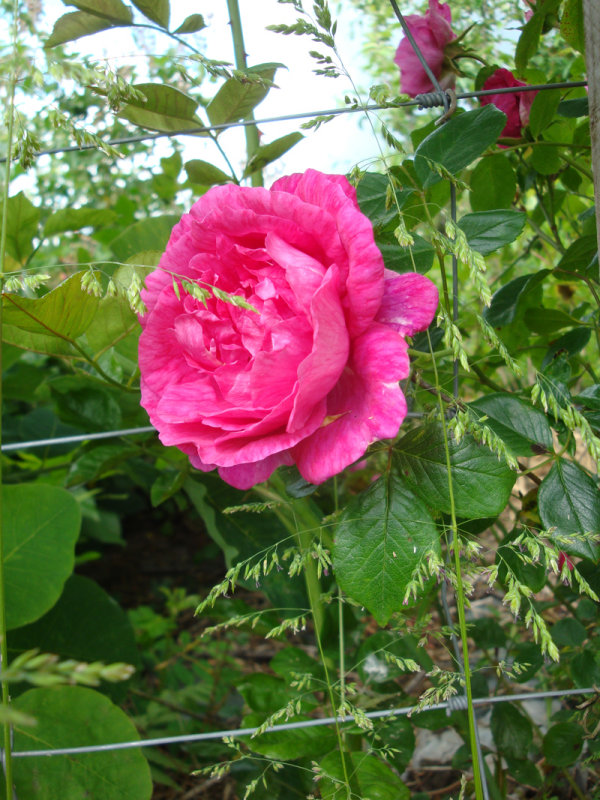 DSC09178.JPG