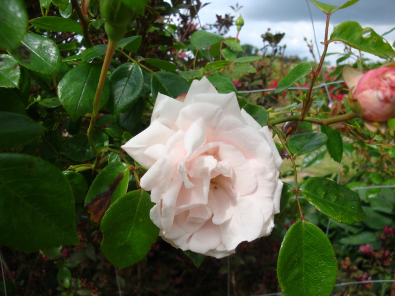 DSC09179.JPG