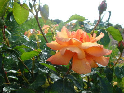 DSC02050.JPG