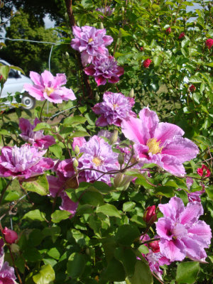 DSC08616 Clematis Piilu.JPG