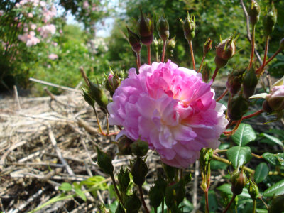 DSC09689.JPG