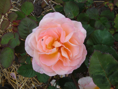 DSC09826.JPG