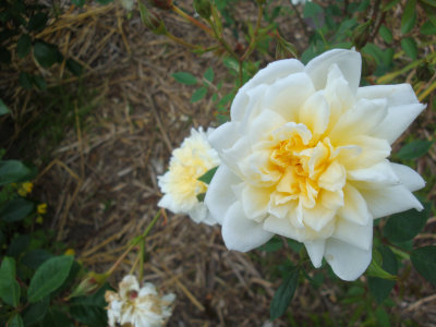 DSC09908.JPG