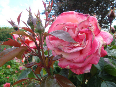 DSC00040.JPG