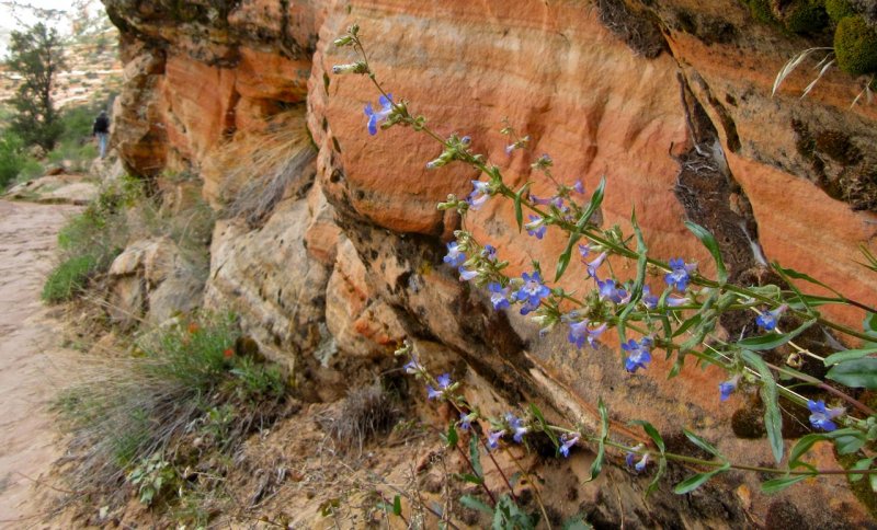 penstemon along the trail 