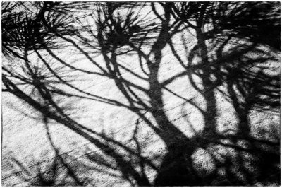pine shadows