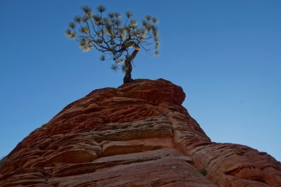 the lone pine